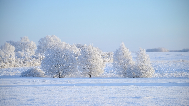 Ziemas ainava ar apsnigušu lauku un kokiem