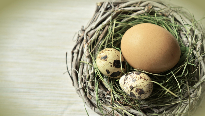 Uz gaiša koka galda stāv ligzdiņa no zālēm, tajā divas paipalu olas un viena vistas ola