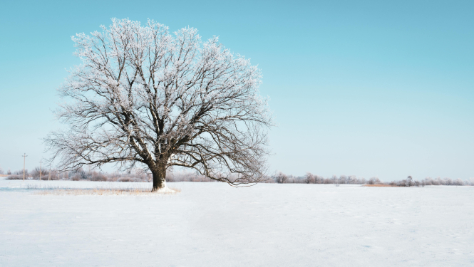 Apsnigusi pļava uz tās koks ar baltiem apsarmojušiem zariem
