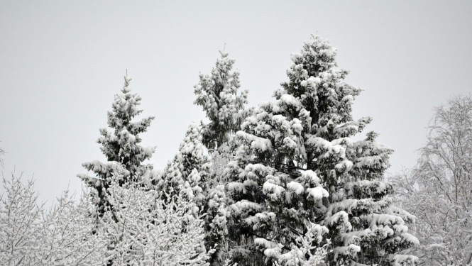 Apsnidzis mežs, fonā pelēkas debesis