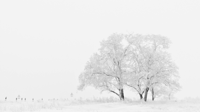 Apsnigusi, balta pļava, uz tās daži apsniguši, balti koki 