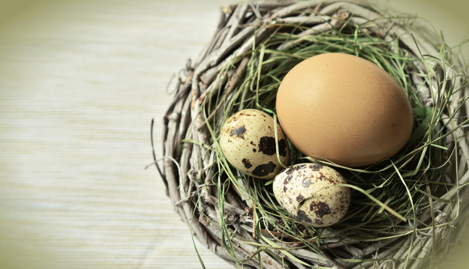 Uz gaiša koka galda stāv ligzdiņa no zālēm, tajā divas paipalu olas un viena vistas ola