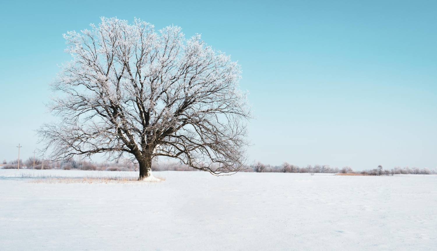 Apsnigusi pļava uz tās koks ar baltiem apsarmojušiem zariem