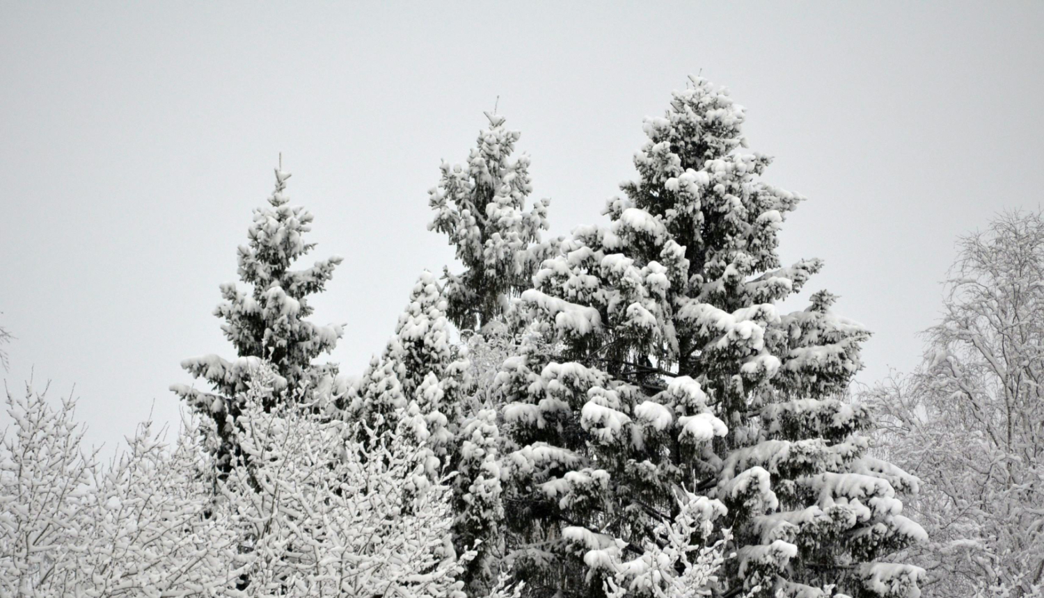 Apsnidzis mežs, fonā pelēkas debesis