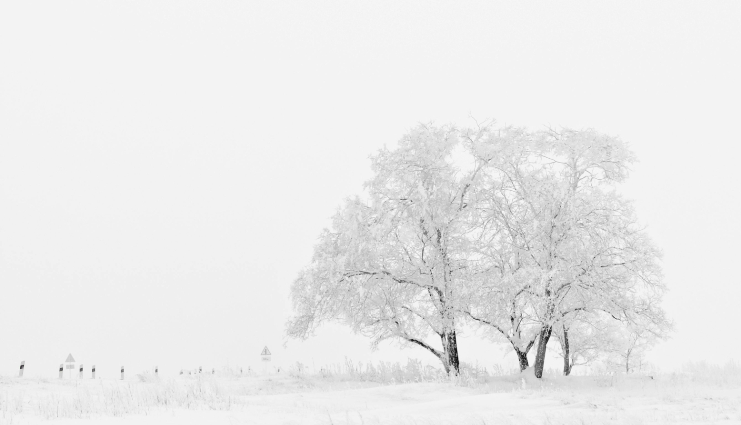 Apsnigusi, balta pļava, uz tās daži apsniguši, balti koki 